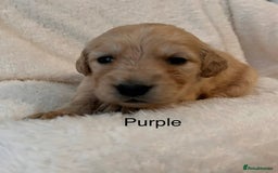 Golden Retriever dogs for sale: Beautiful KC Reg Golden Retriever - Advert 5