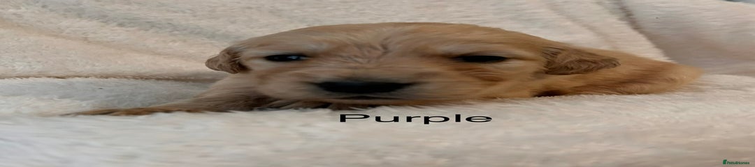 Golden Retriever Purple Girl
