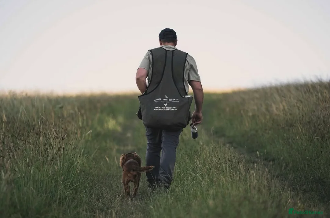 Cocker Spaniel dogs for stud: Ammerdown Greedy Available At Stud. Health Tested - Advert 8