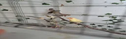 Finches birds for sale: X 2 chesnut brested mannikin  - Advert 5