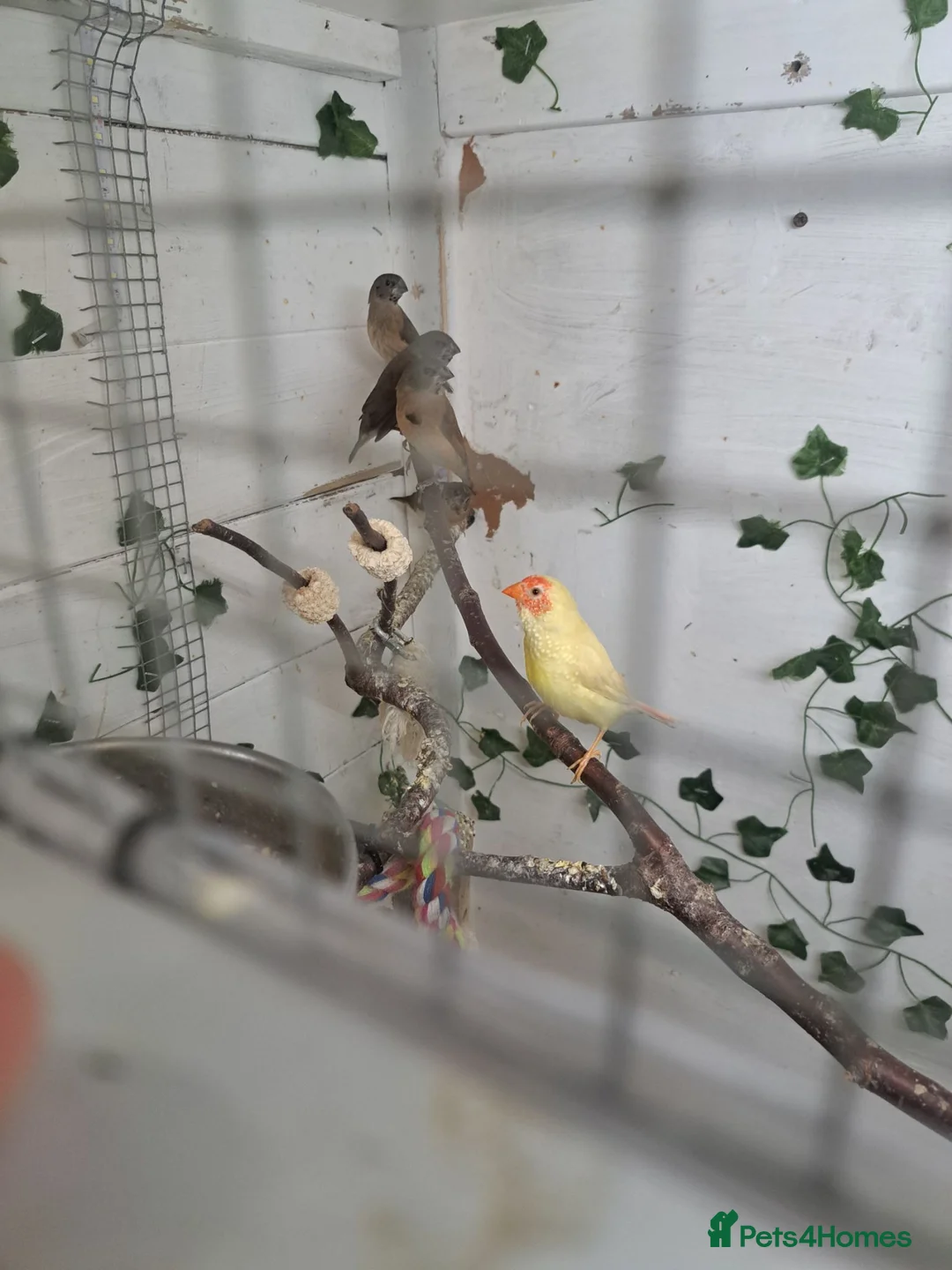 Finches birds for sale: X 2 chesnut brested mannikin  - Advert 5