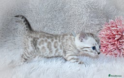 Bengal cats for sale: 🏆OUTSTANDING SHOW WINNING BENGALS KITTENS🔥 - Image 13