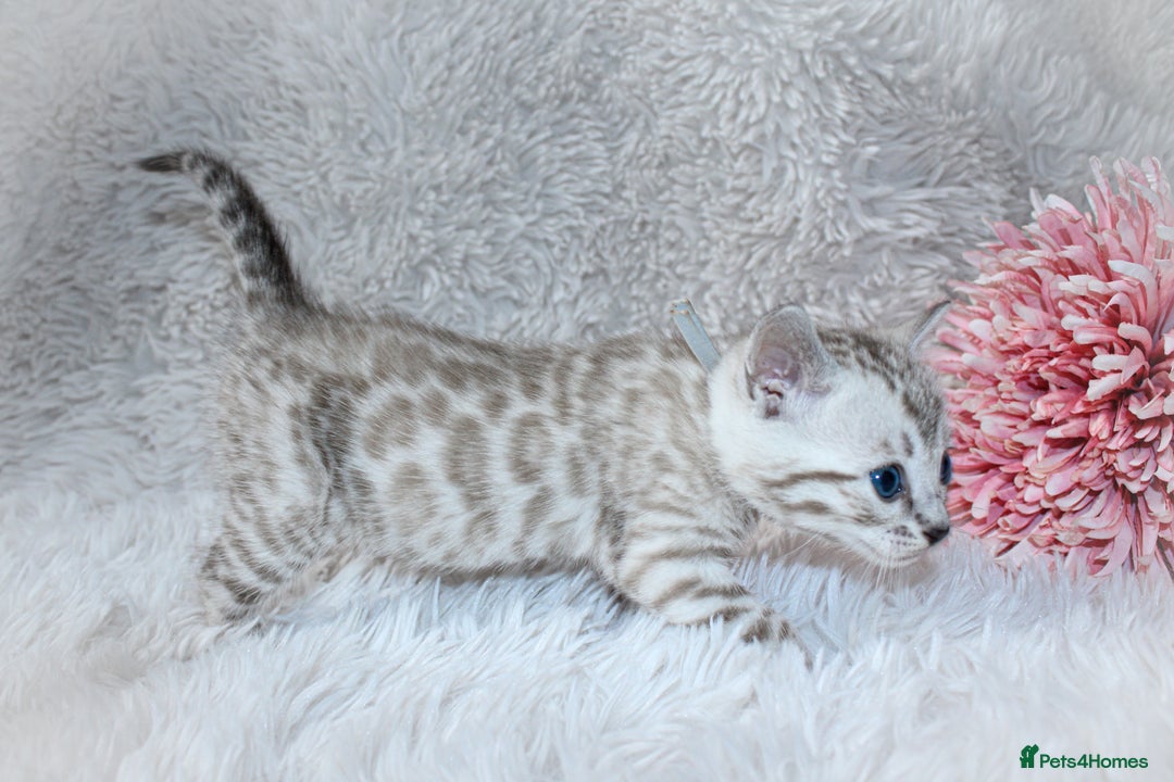 Bengal cats for sale: 🏆OUTSTANDING SHOW WINNING BENGALS KITTENS🔥 - Image 13