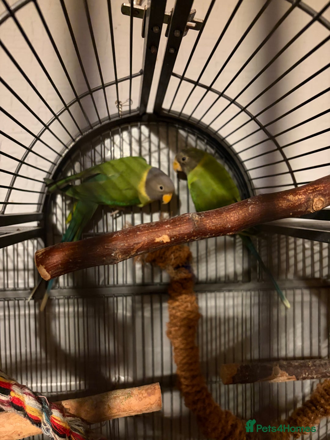 Parakeets birds for sale: Plum Headed Parakeet - Advert 4