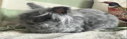 Lionhead rabbits for sale: Beautiful lion head female - Advert 6