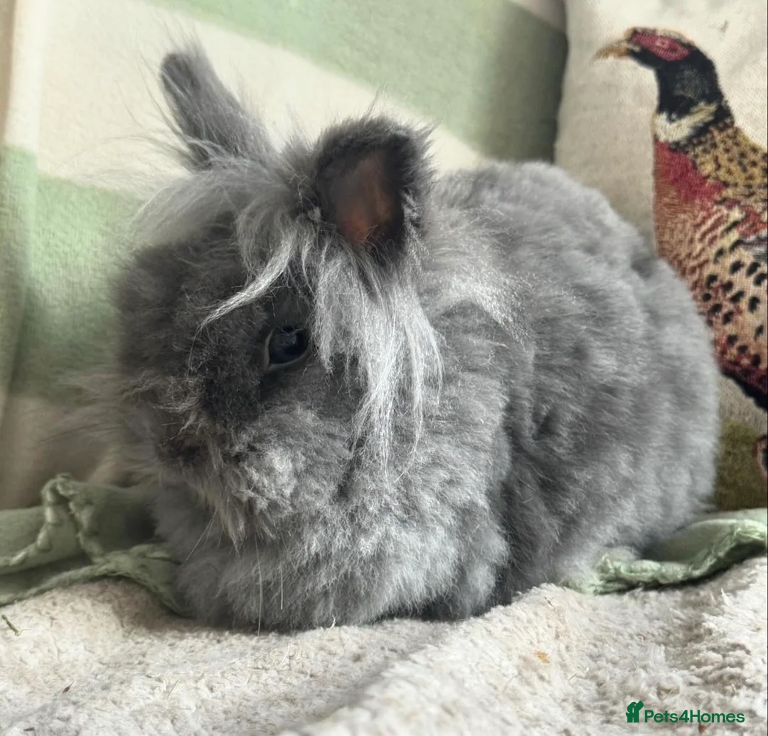 Lionhead rabbits for sale: Beautiful lion head female - Advert 6
