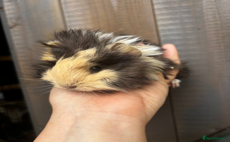 Guinea Pig rodents - Advert 3