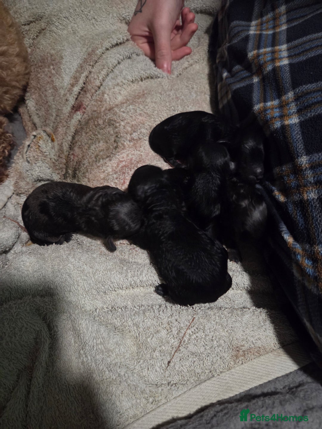 Cockapoo dogs for sale: Puppy cockapoos  - Advert 18