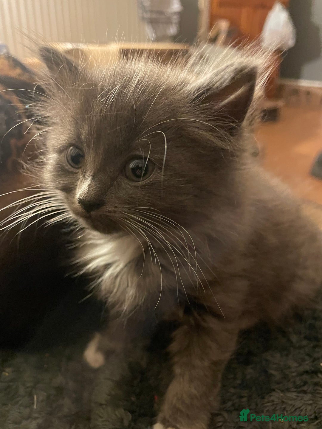 Mixed Breed cats for sale: 3 kittens - Image 18