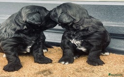 Shihpoo dogs for sale: Shipoo Pups LAST 2 - Image 6