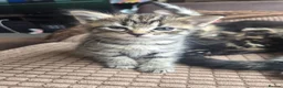 Mixed Breed cats for sale: Kittens for sale  in Sandy - Advert 1
