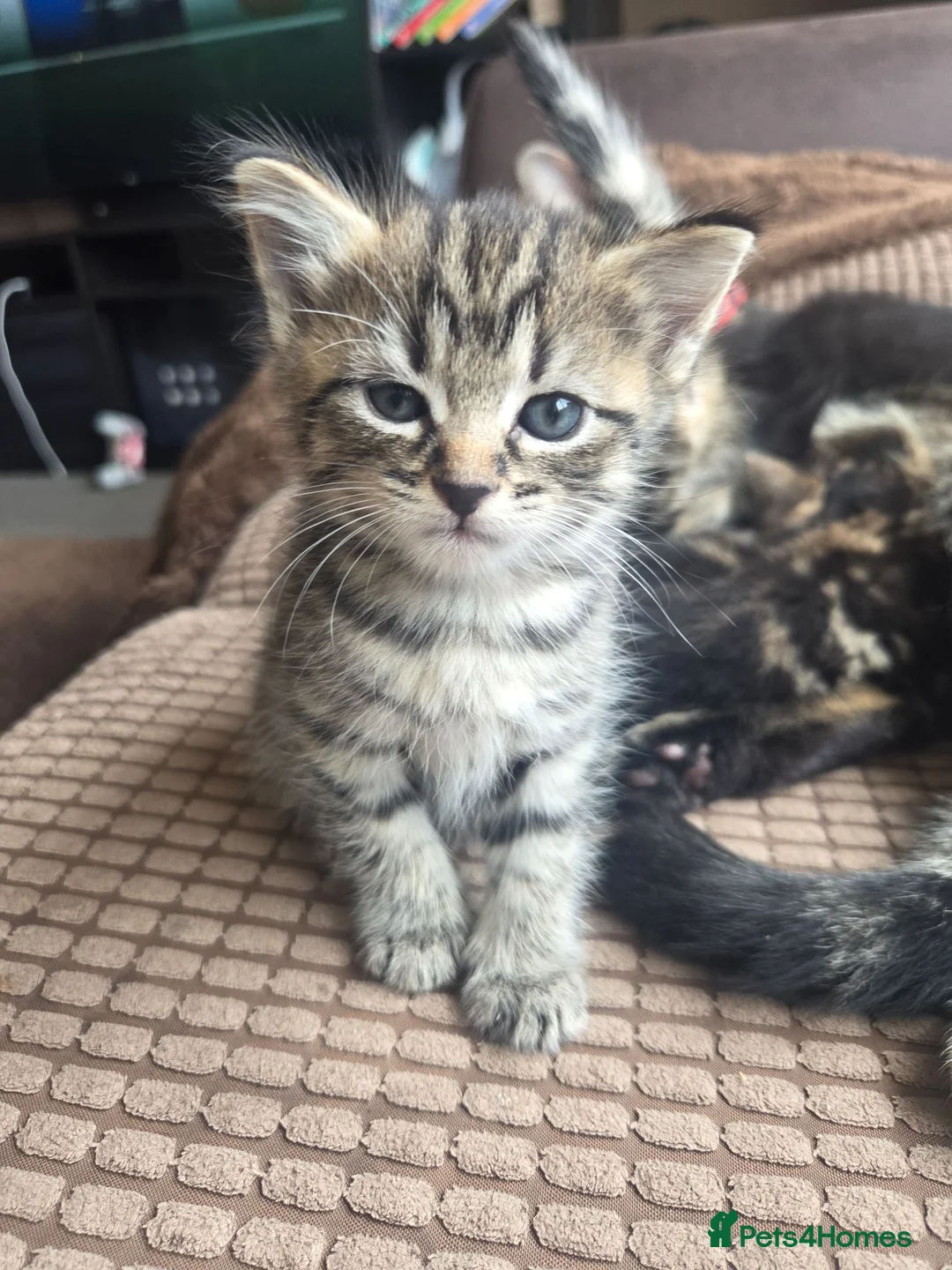 Mixed Breed cats for sale: Kittens for sale  in Sandy - Advert 1