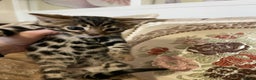 Bengal cats for sale: 5 Outstanding bengal kittens ready for a family  - Advert 24