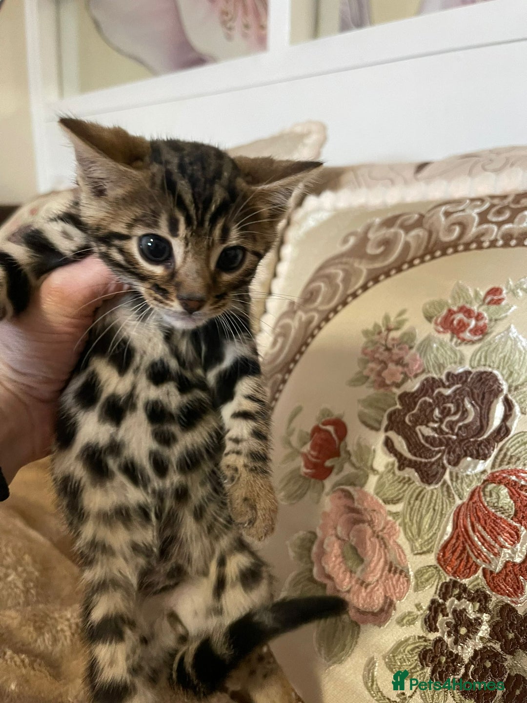 Bengal cats for sale: 5 Outstanding bengal kittens ready for a family  - Advert 24