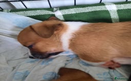 Jack Russell dogs for sale: Mini jack russells  - Image 12