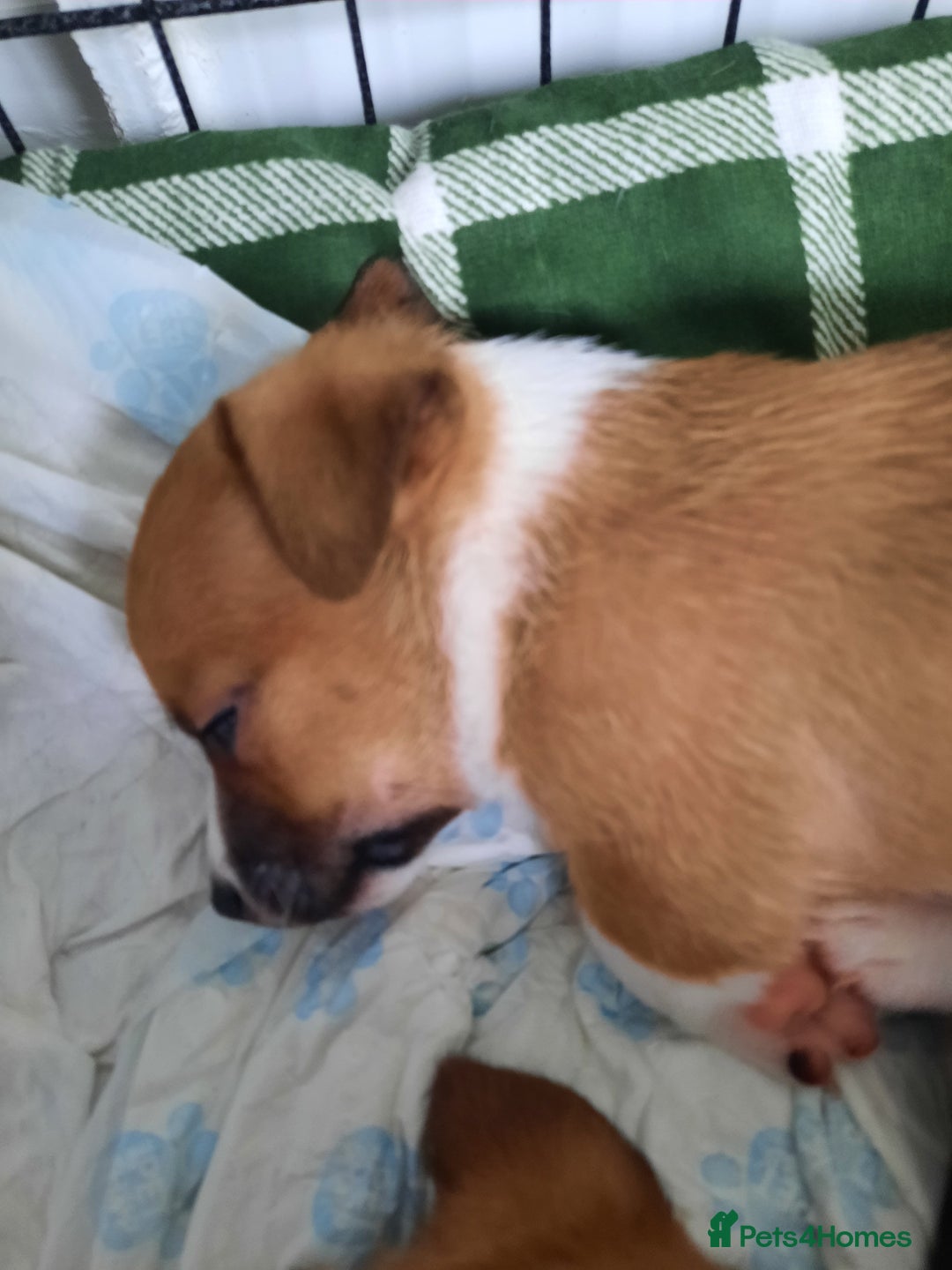 Jack Russell dogs for sale: Mini jack russells  - Image 12