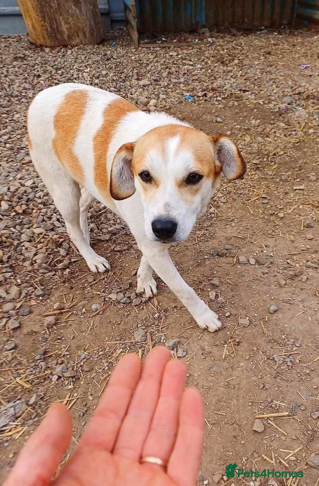 Mixed Breed dogs for adoption: Meet Bambi, currently residing in Essex  - Image 7