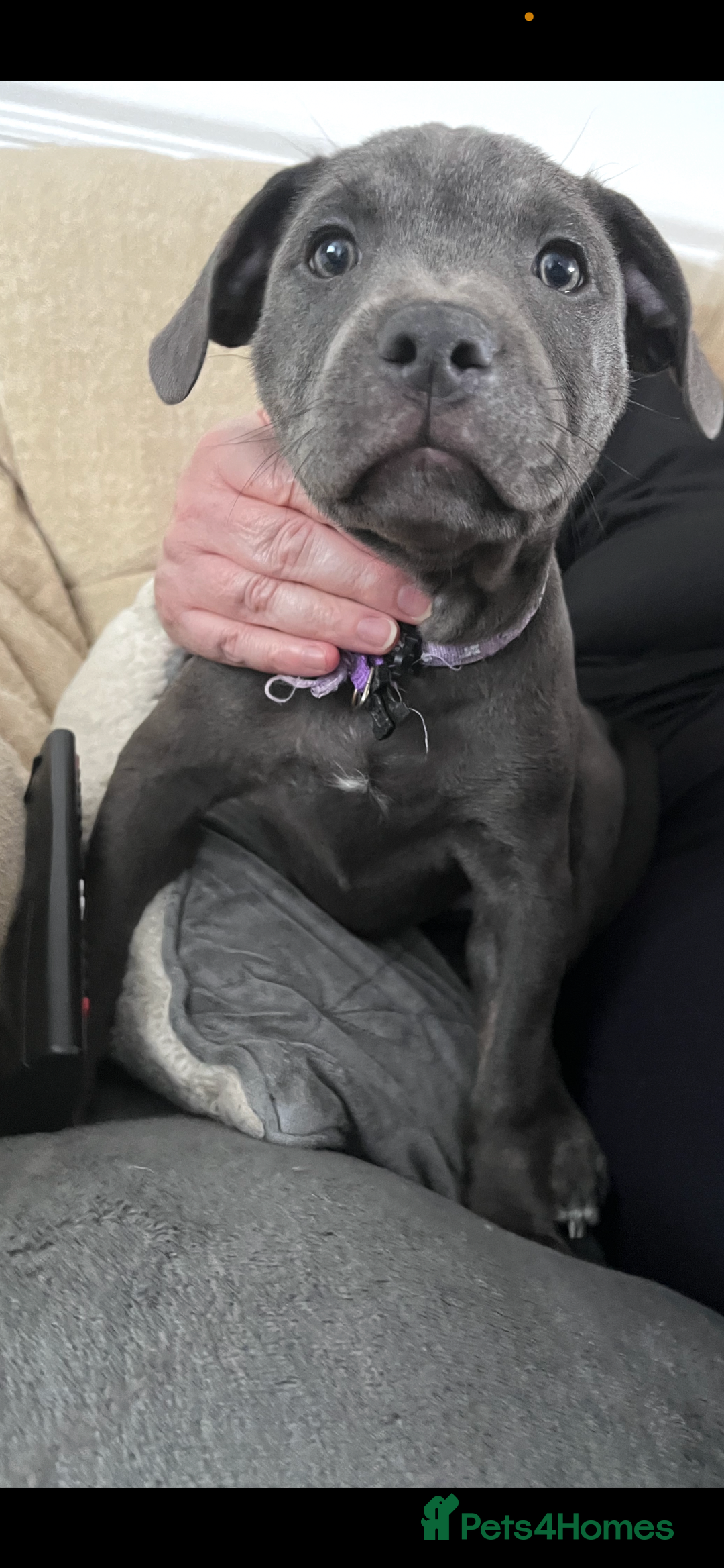 Staffordshire Bull Terrier dogs for sale: 1 Female Blue Staffordshire Bull Terrier - Image 1