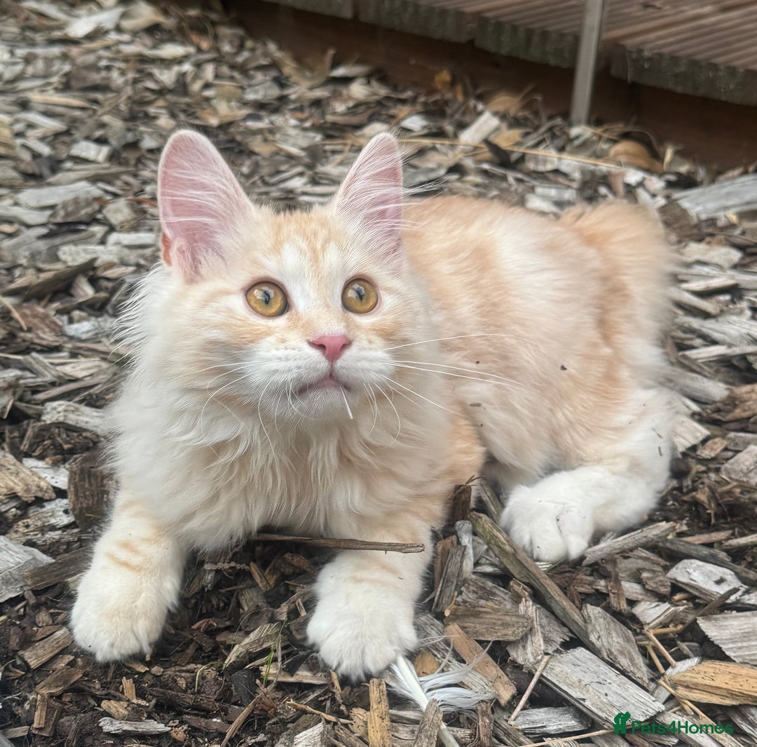 Kurilian Bobtail cats for sale: Cute purebreed Kurilian bobtail kitten available  - Image 8