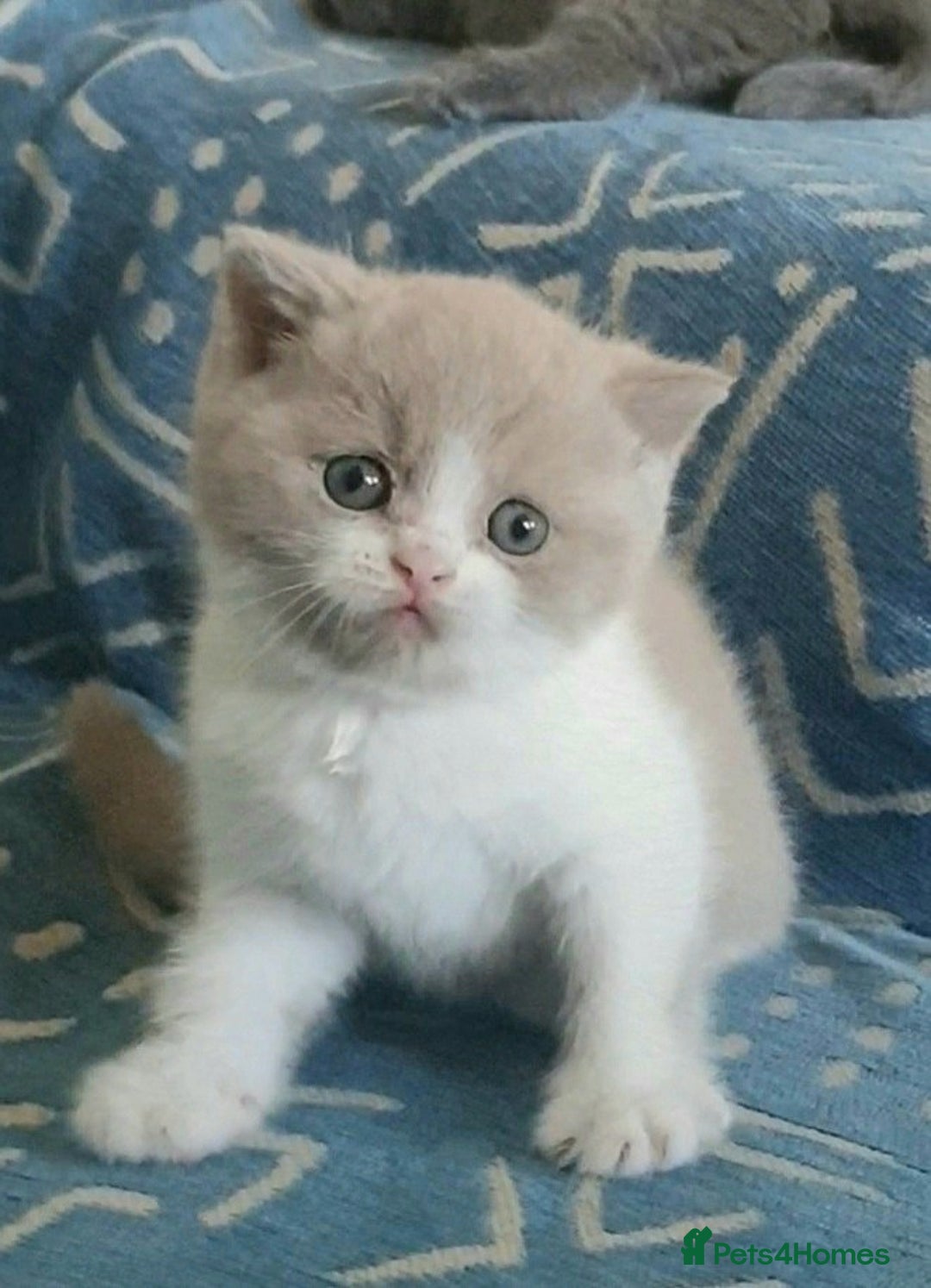 British Shorthair cats for sale: Beautiful British Shorthair Kittens  - Image 9