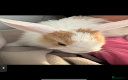 Mini Lop rabbits for sale: Mini Lop/Lion Lop babies - Image 12
