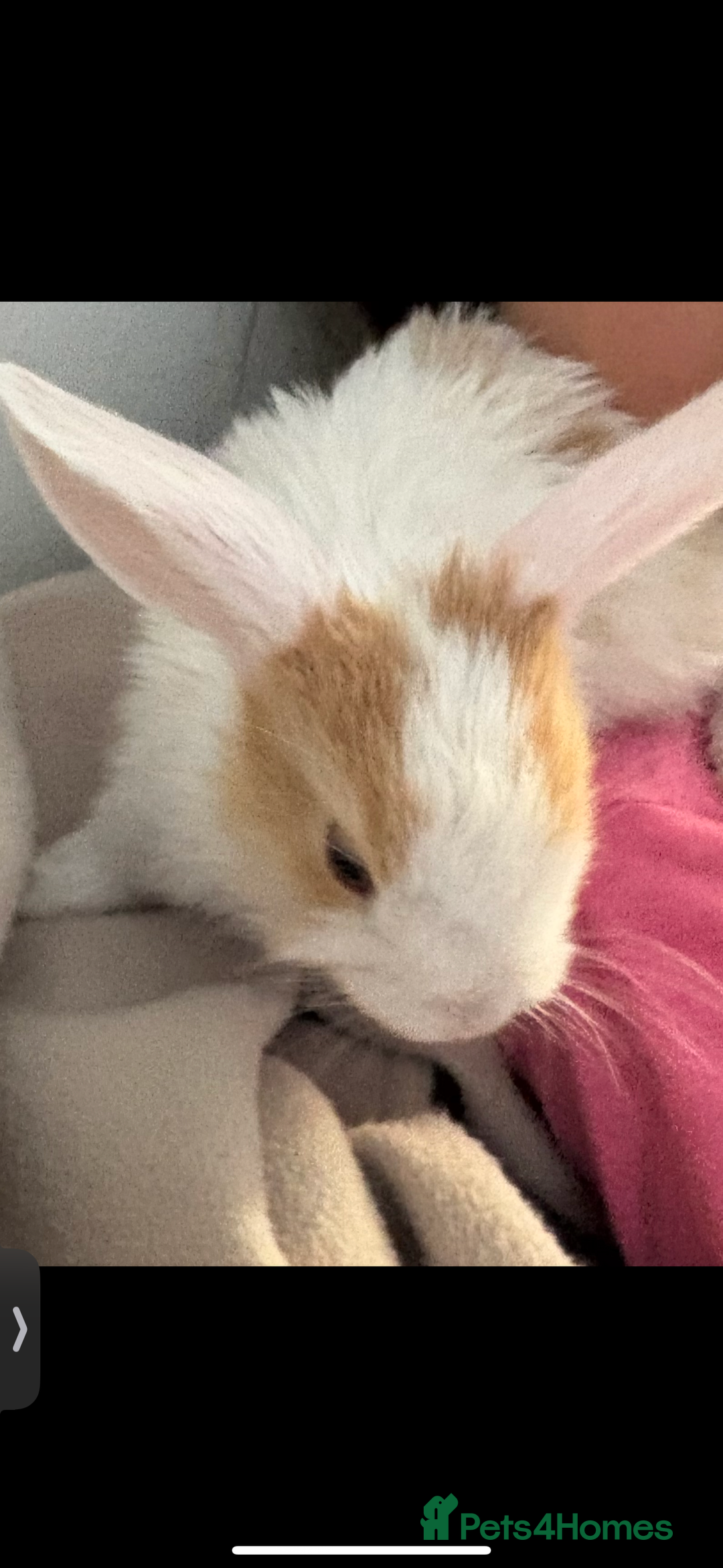 Mini Lop rabbits for sale: Mini Lop/Lion Lop babies - Image 12