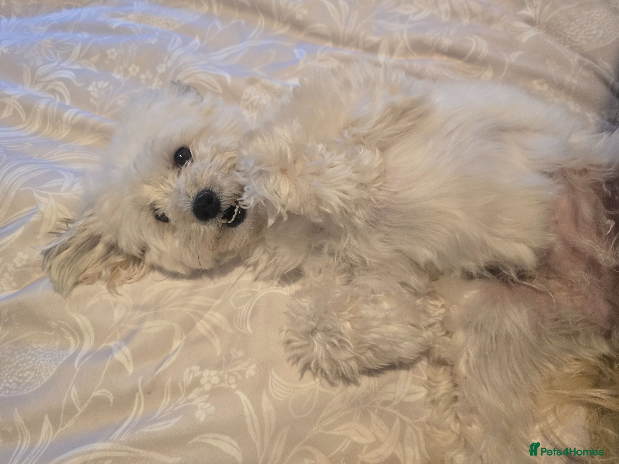 Maltipoo dogs for sale: Roxy  in Chester-le-Street - Advert 11