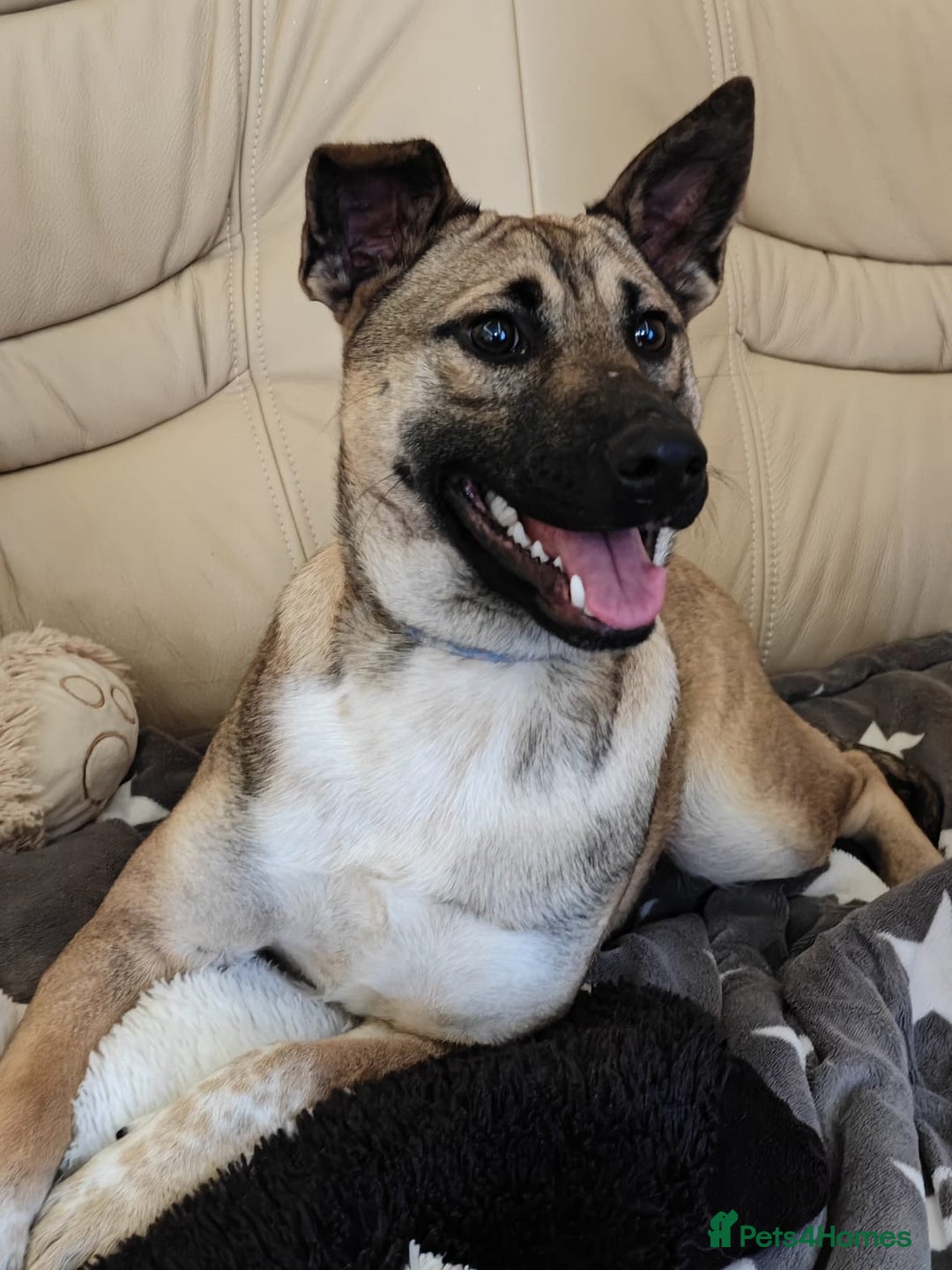 Mixed Breed dogs for adoption: ❤️Lisa, cheerful 7-month-old lower-medium girl ❤️ - Advert 2