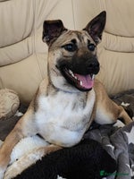 Mixed Breed dogs ❤️Lisa, cheerful 7-month-old lower-medium girl ❤️ - Advert 1