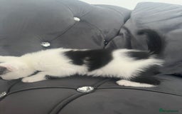 Mixed Breed cats for sale: Lovely kittens - Image 10