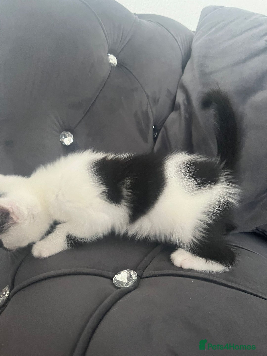 Mixed Breed cats for sale: Lovely kittens - Image 10