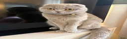 Scottish Fold cats for sale: 8 Beautiful blue Scottish folds  - Advert 24