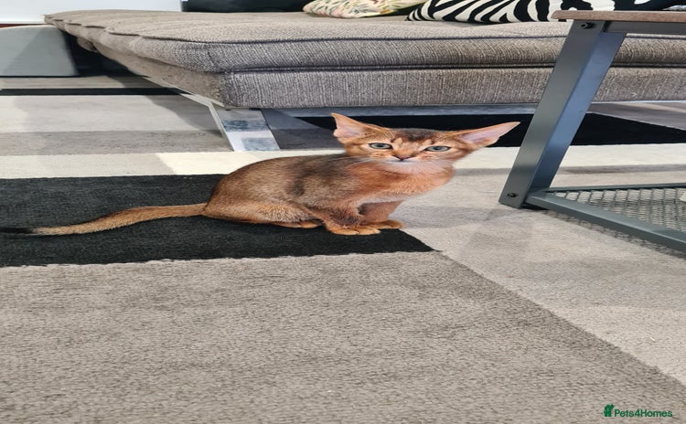 Abyssinian cats - Advert 1