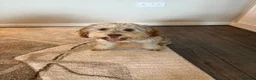 Cockapoo dogs for sale: Female cockapoo for sale  - Advert 2