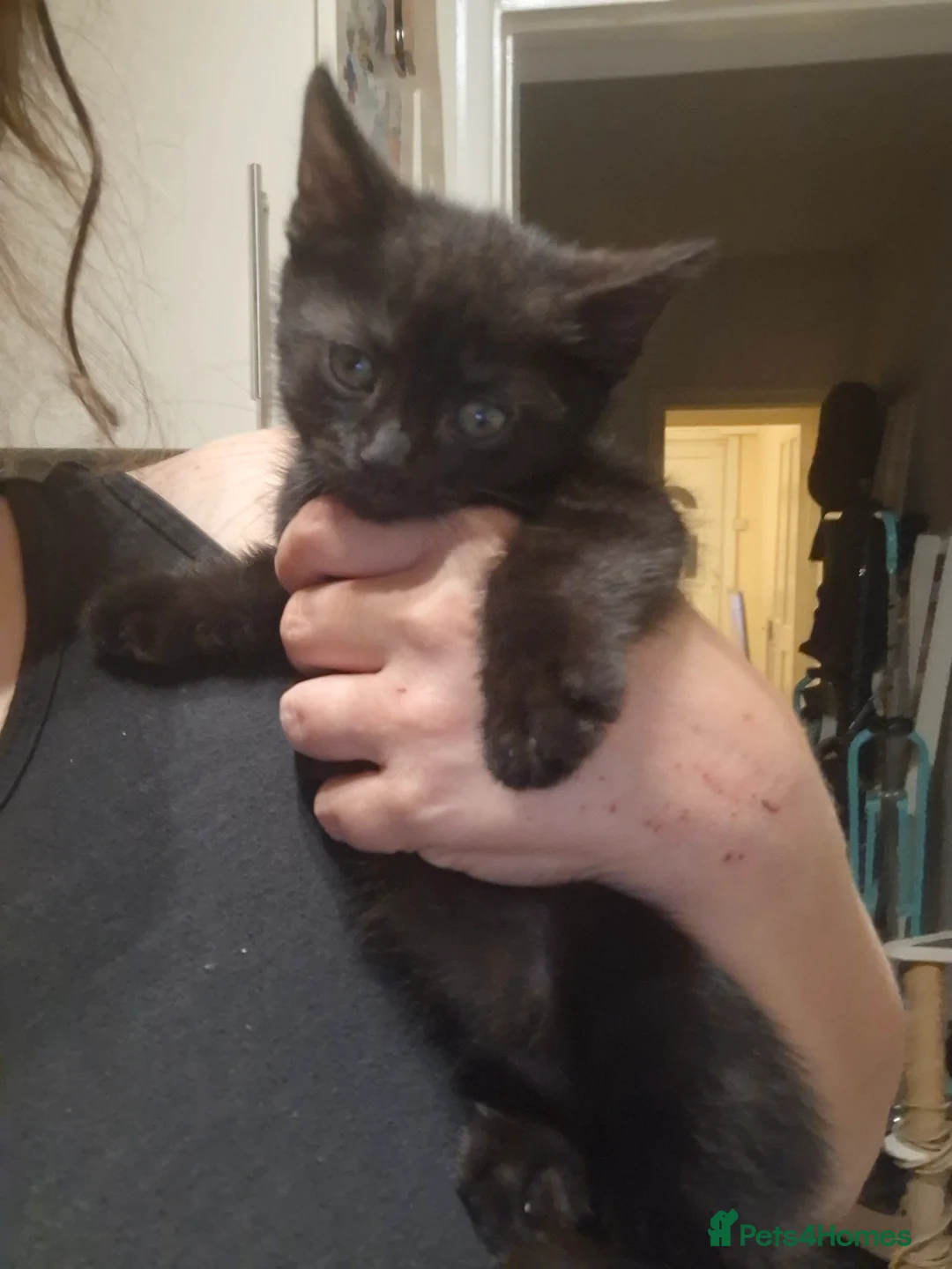 Mixed Breed cats for sale: 6 kittens ready for a new home - Advert 2