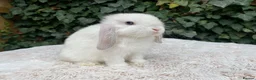 Mini Lop rabbits for sale: Baby Mini Lop bunnies for sale  - Advert 7