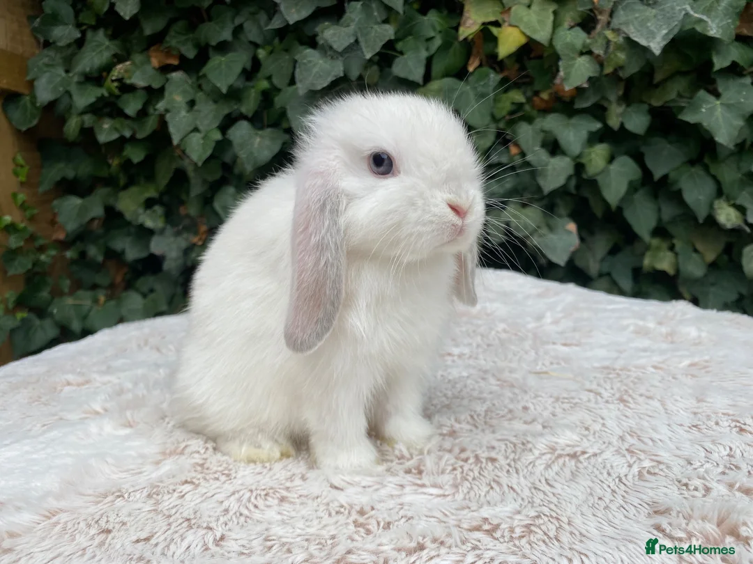 Mini Lop rabbits for sale: Baby Mini Lop bunnies for sale  - Advert 7
