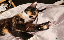 British Shorthair cats for sale: Female Cat  - Image 3
