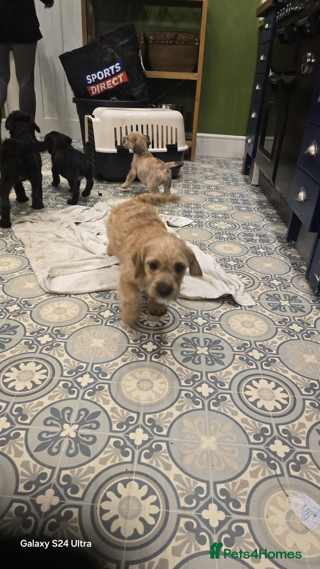 Mixed Breed dogs for sale: froodle french bulldog x poodle - Image 6