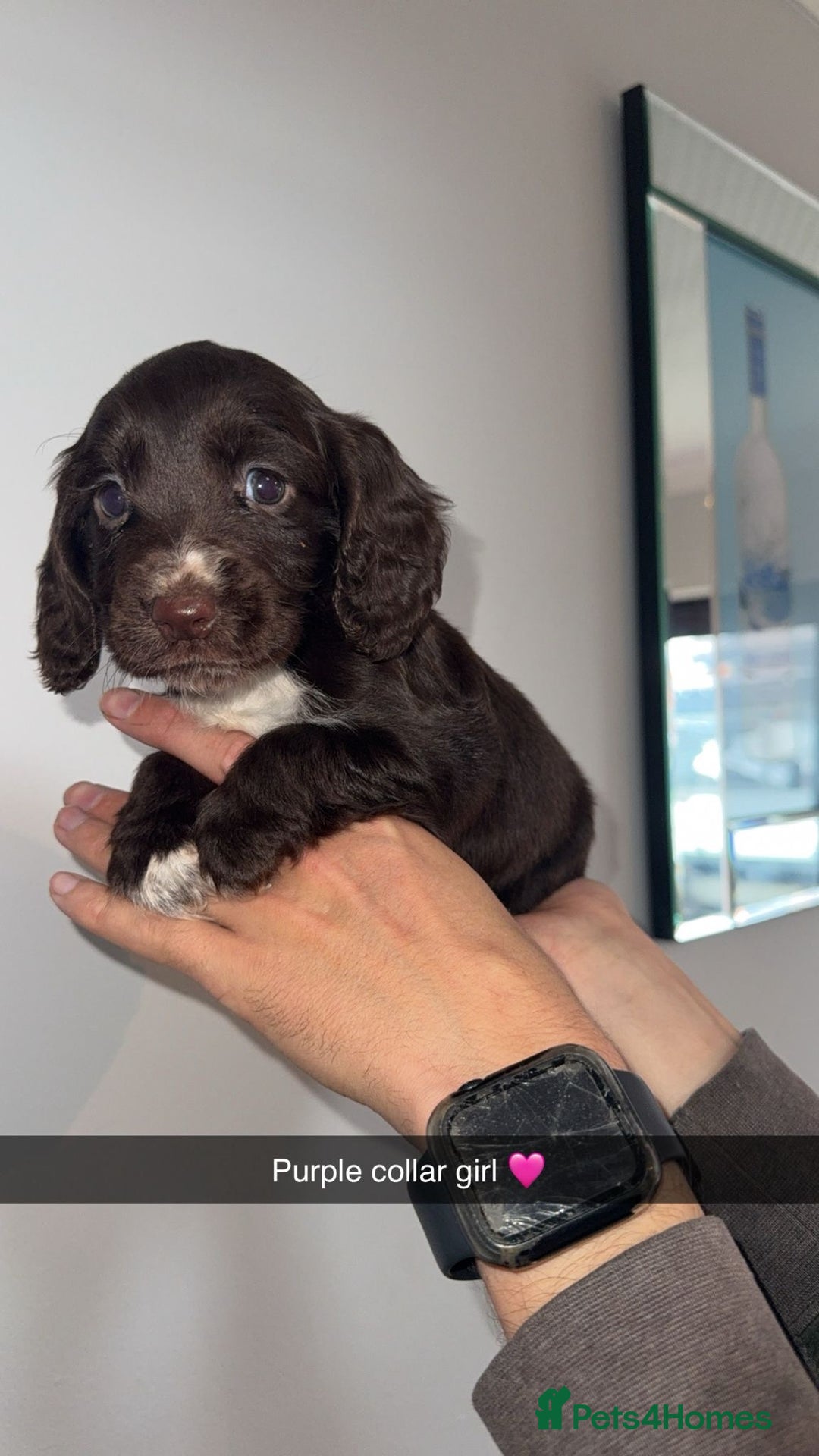 Cocker Spaniel dogs for sale: Cocker spaniel puppies  - Image 2