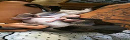 Sphynx cats for sale: Sphynx Boy Kitten – Last One Available in Telford - Advert 5