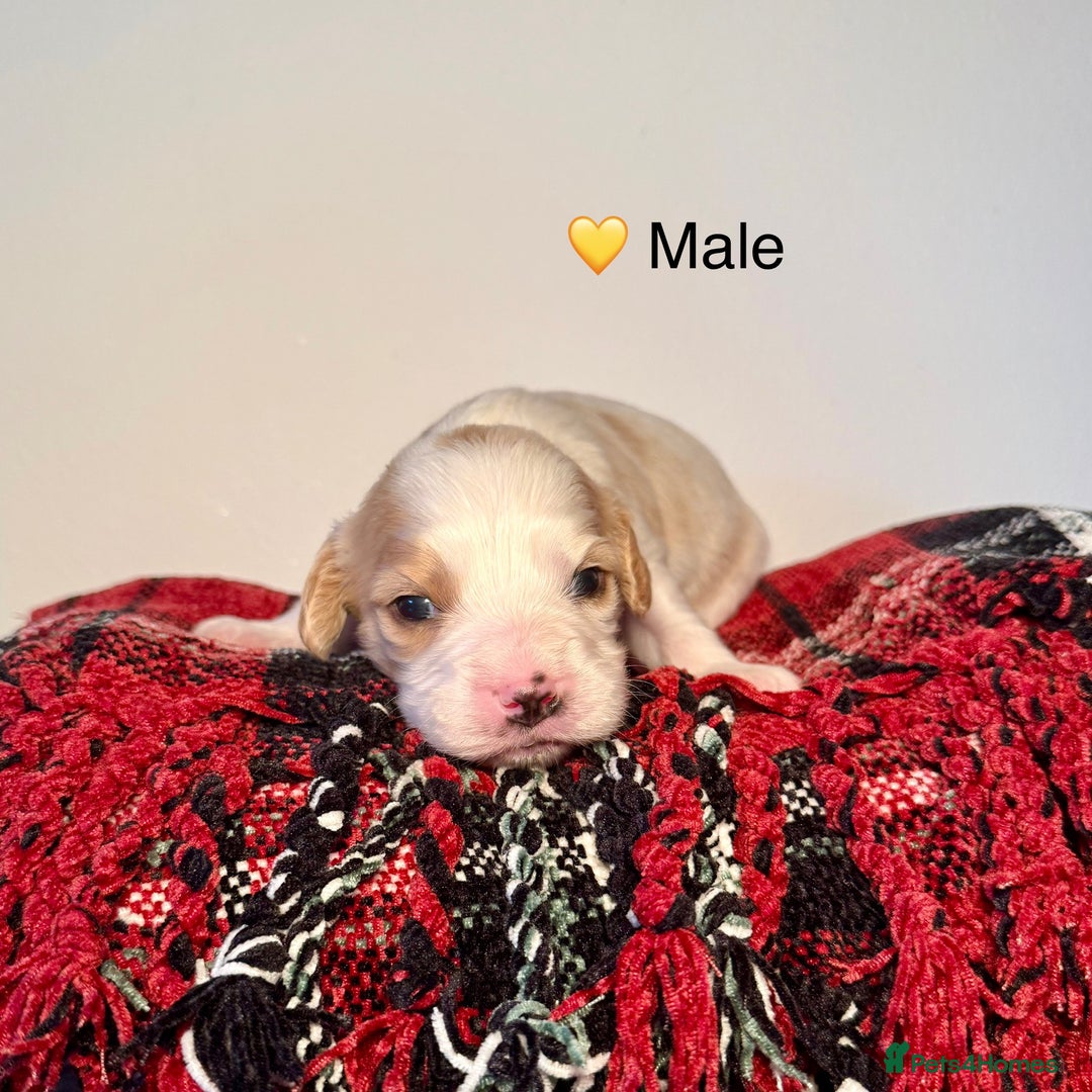 Cavapoochon dogs for sale: ✨Ruby & Blenheim Cavapoochons ❤️🐾 - Image 11