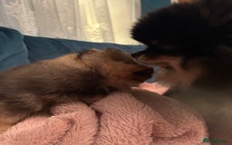 Pomeranian dogs for sale: Xs teddy face Pomeranian  - Image 9