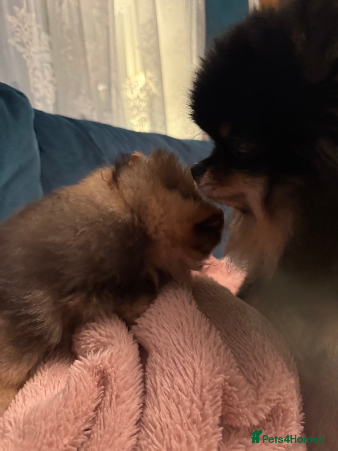 Pomeranian dogs for sale: Xs teddy face Pomeranian  - Image 9