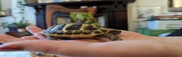Hermann Tortoise reptiles for sale: 6 year old female Hermann tortoise  in Aberdeen - Advert 8