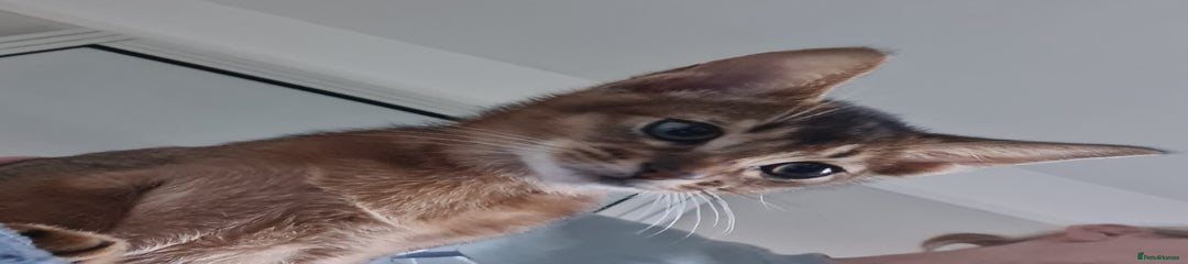 Abyssinian Kitten 