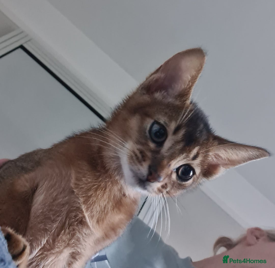 Abyssinian cats for sale: Pedigree abysinnian kittens - Image 4