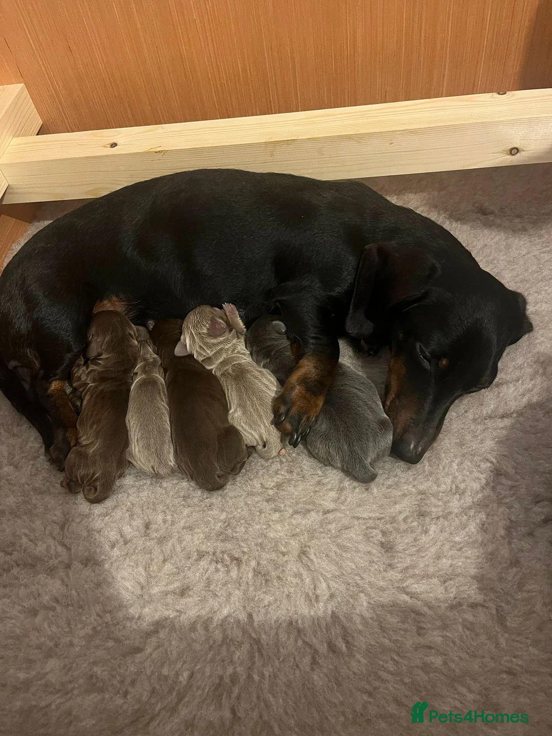 Miniature Dachshund dogs for stud: KC reg Isabella & Tan Stud! Free ovulation test in Stockton-on-Tees - Advert 36