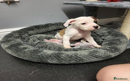 Mixed Breed dogs for sale: Marley American bull  - Image 7