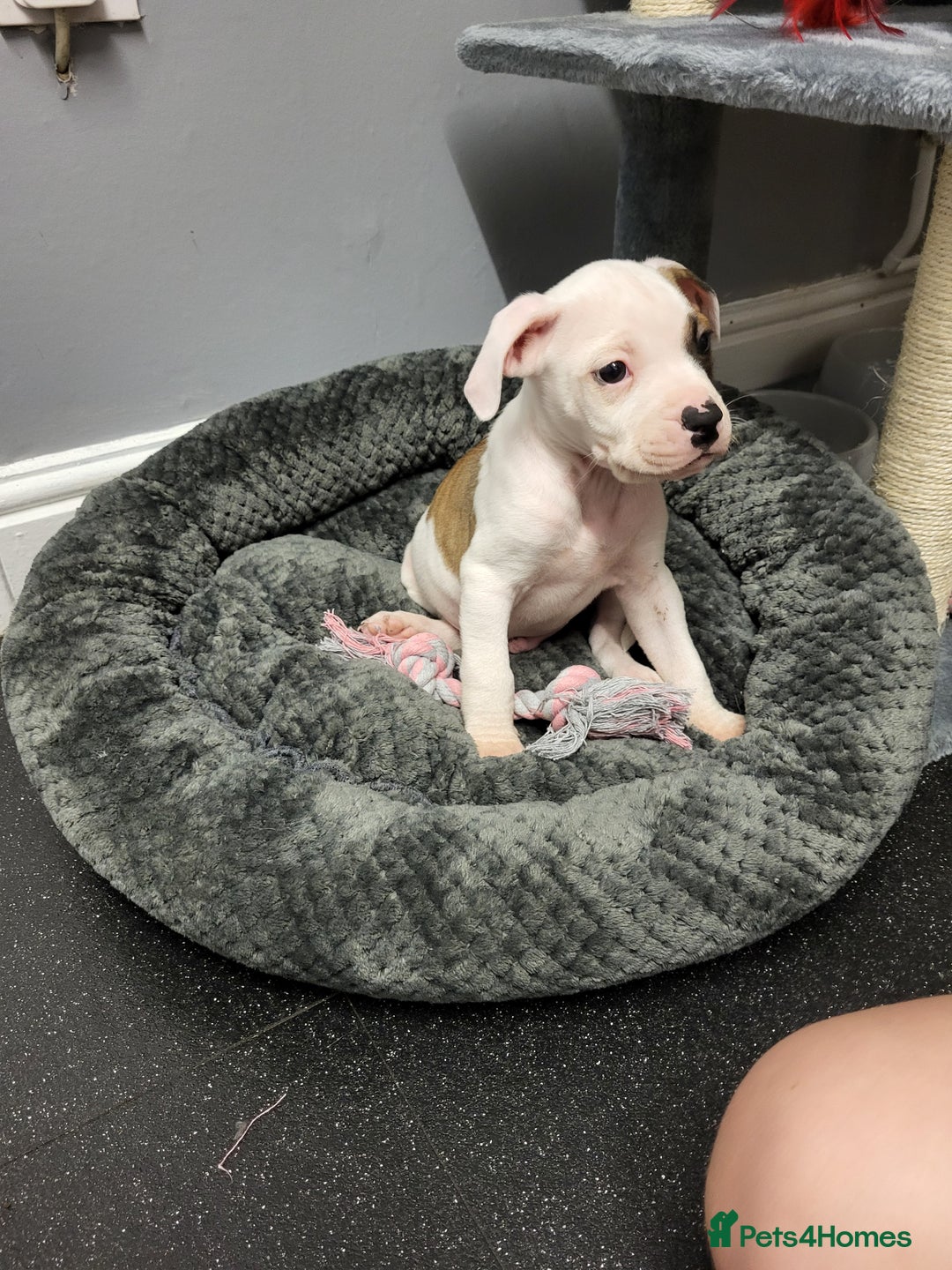 Mixed Breed dogs for sale: Marley American bull  - Image 7